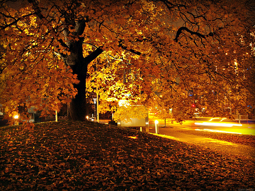 Old maple tree