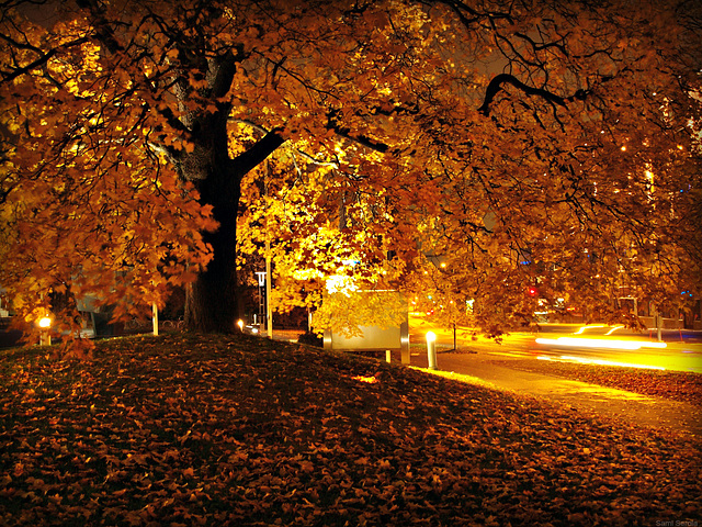 And the old maple tree says...