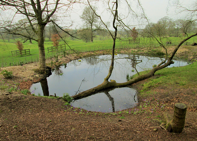 Pistol Pond, looking towards Alderley Edge.
