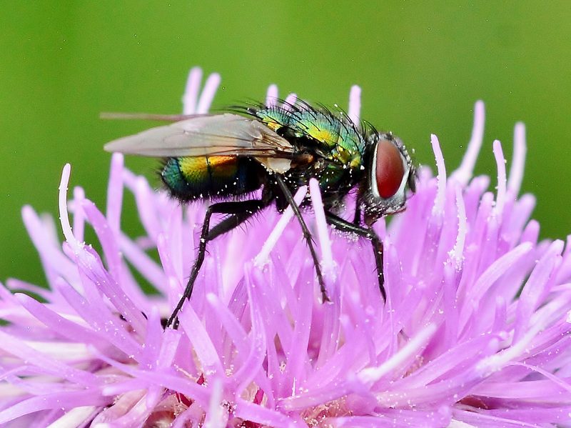 Greenbottle. Lucilia caesar