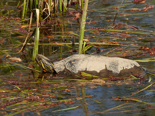 Camouflaged as a rock