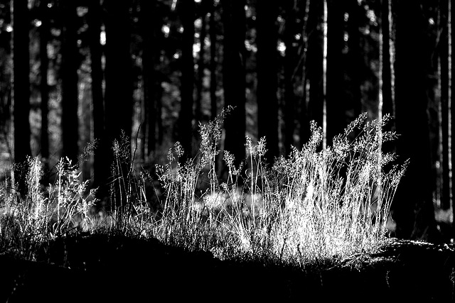 Deschampsia flexuosa - für Karl