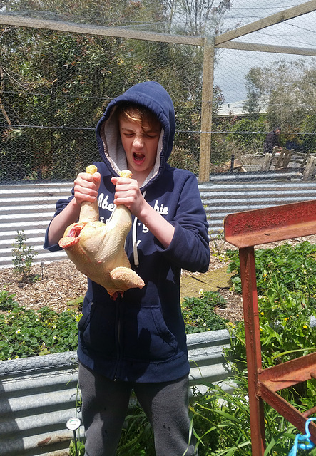 Phoenix's first chook