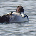 20180407 3676CPw [D~LER] Reiherente [m], Soltborger Kolk, Soltborg