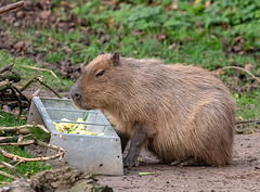 Capybara