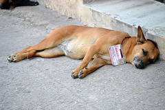 Canelita
