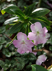 Impatiens