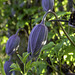 Clematis Wesselton