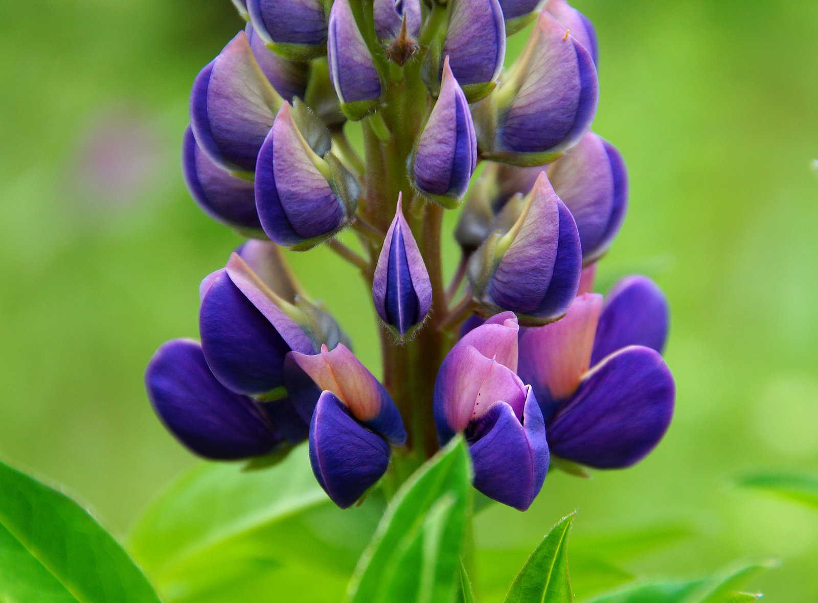 Lupine