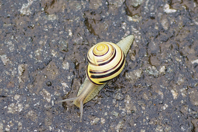 Bänderschnecke auf nassem Asphalt