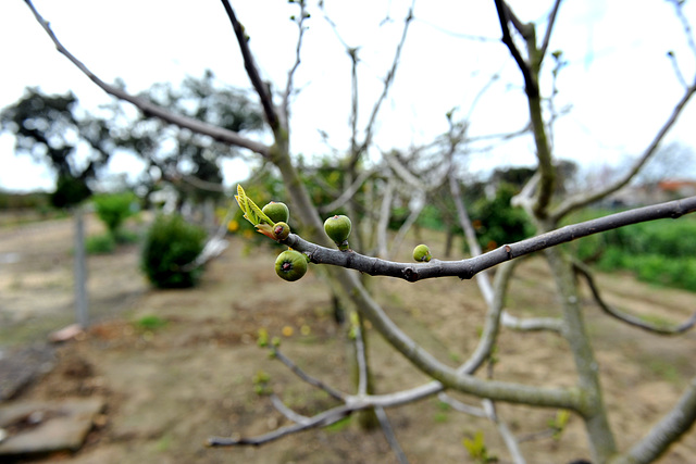 I'm waiting for late summer honey figs