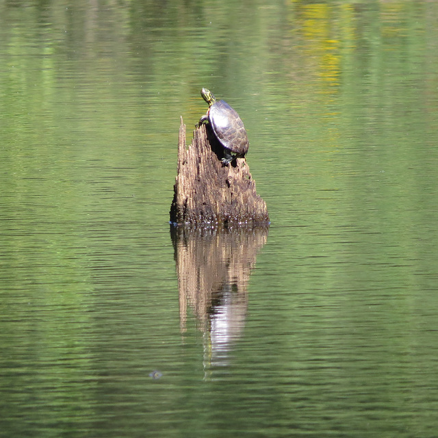 Painted turtle enjoying the sunshine