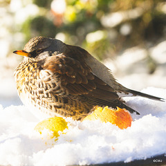 Fieldfare