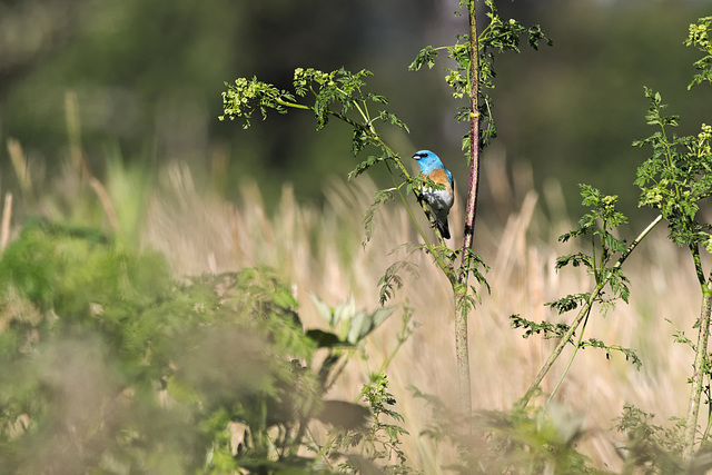 Lazuli Bunting on Hemlock