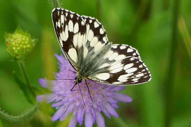 Schachbrettfalter ♂