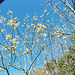 SoS[23] - goat willow catkins