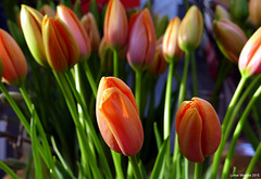 Düsseldorf - Wochenmarkt Carlsplatz, die ersten Tulpen