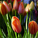 Düsseldorf - Wochenmarkt Carlsplatz, die ersten Tulpen