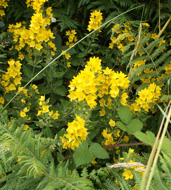 gbw - yellow wort