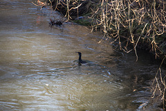 20160216 0046VRAw [D~LIP] Kormoran, Werre, Begamündung, Bad Salzuflen