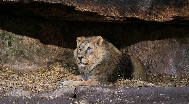 Löwe Thar, gest. 26.02.2018