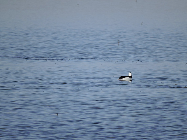 Bufflehead