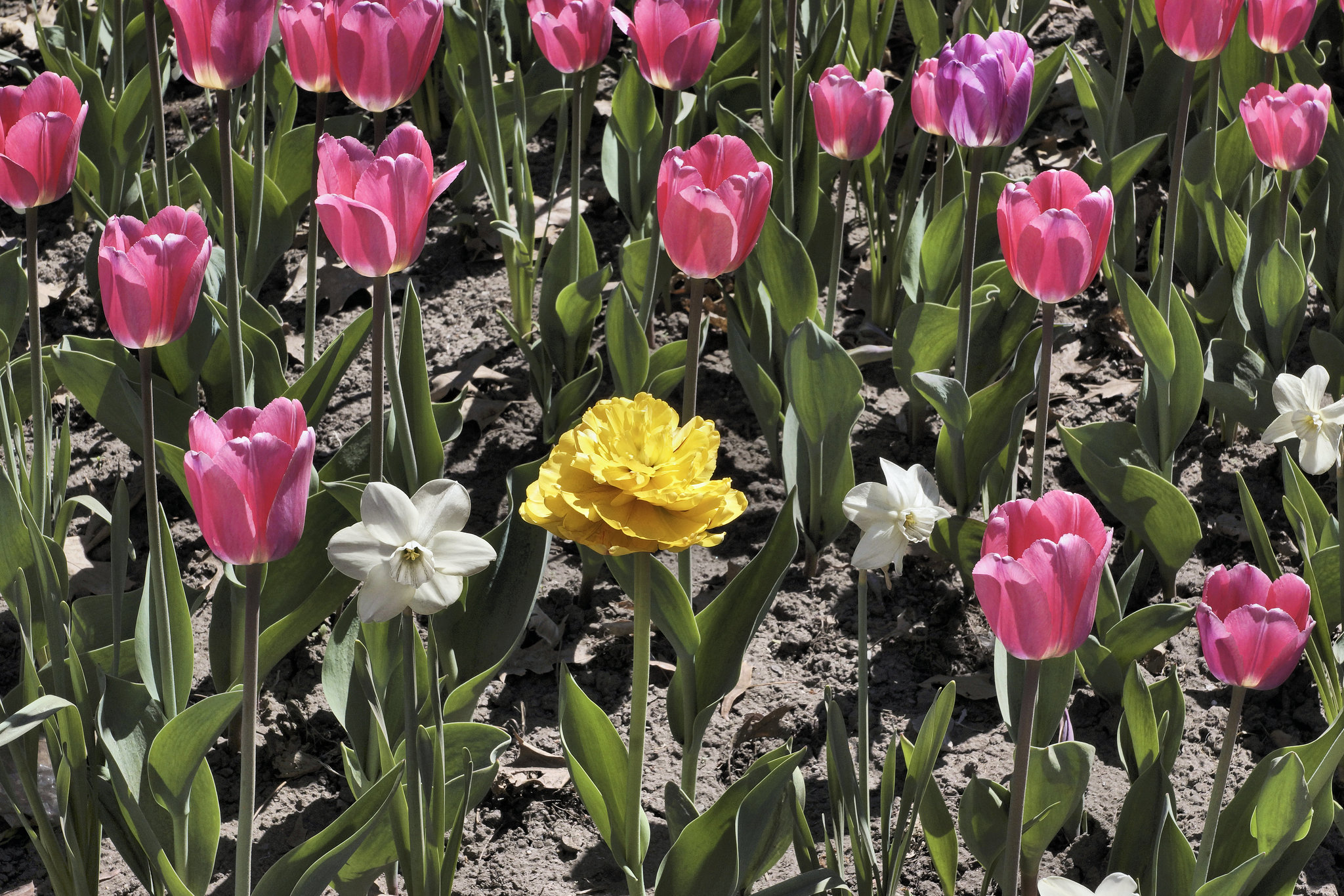 Surrounded – Canadian Tulip Festival, Dow’s Lake, Ottawa, Ontario, Canada