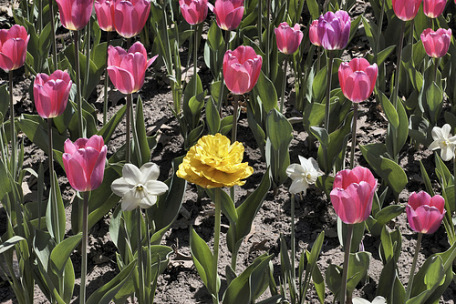 Surrounded – Canadian Tulip Festival, Dow’s Lake, Ottawa, Ontario, Canada