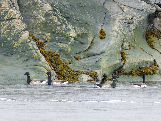 Day 11, Brant Geese, Tadoussac