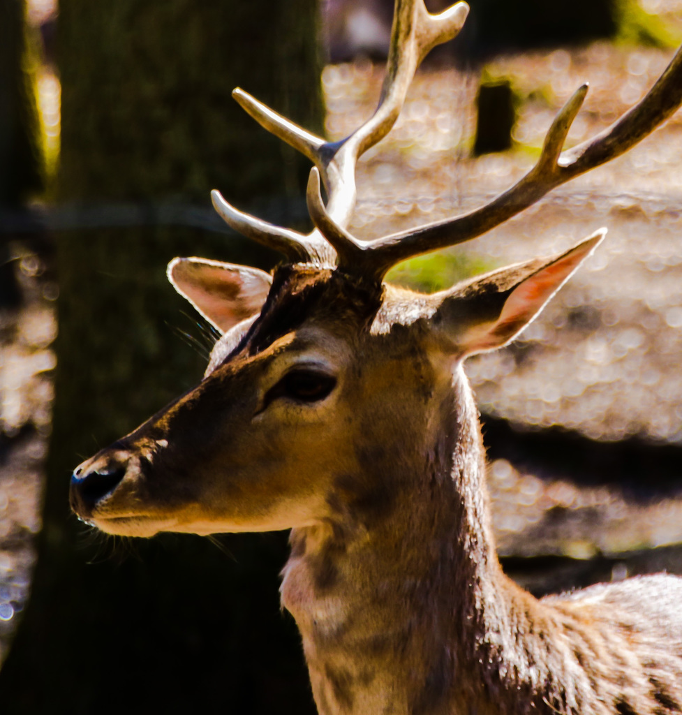 Oh, my Deer...