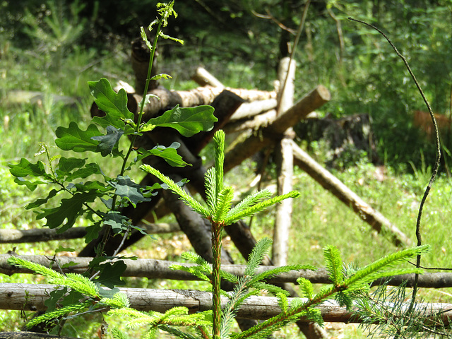 im Kunstwaldgarten beim Virus