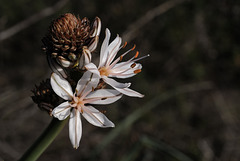 Asphodelus ramosus, Abrótea-de-primavera, gamão, Aspargales, Penedos