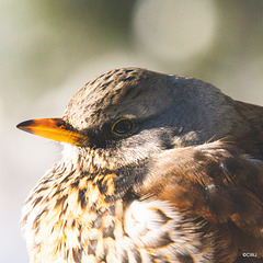 Fieldfare