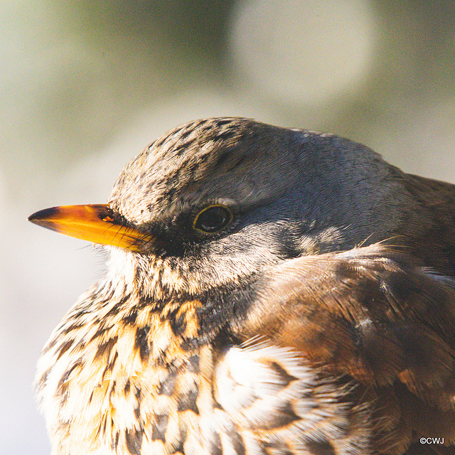 Fieldfare Fieldfare