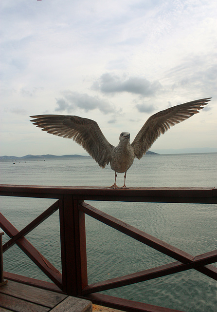 Seagull and fence at Fenerbahçe HFF!