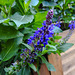20221007 1822CPw [D~LIP] Salbei (Salvia nemorosa), Bad Salzuflen