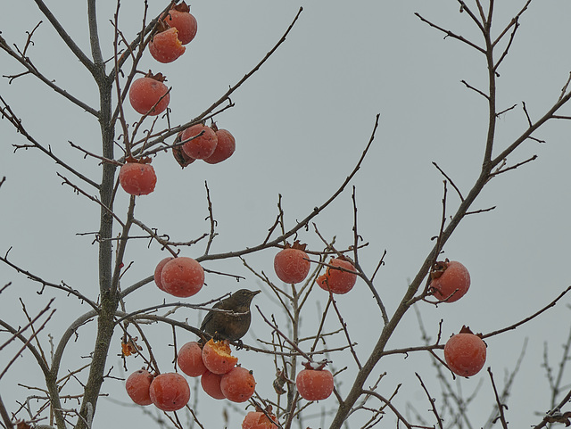 Im Winter schmeckt die Kaki auch gefroren