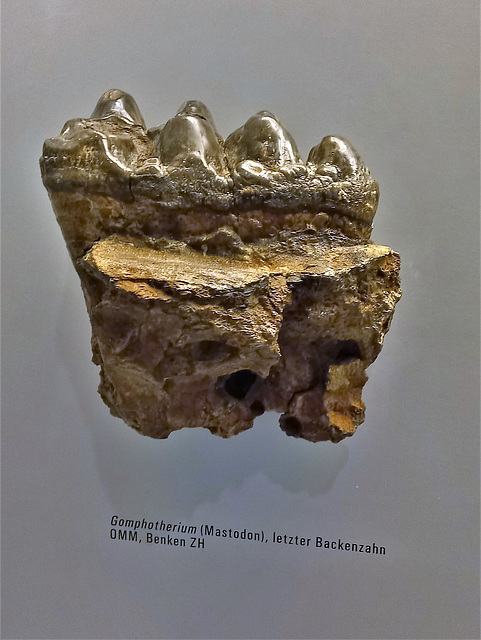 Zologisches Museum Zürich / Backenzahn Mastodon, ca 17 Millionen Jahre alt