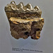 Zologisches Museum Zürich / Backenzahn Mastodon, ca 17 Millionen Jahre alt