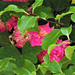 Some flowers hiding amongst the leaves.