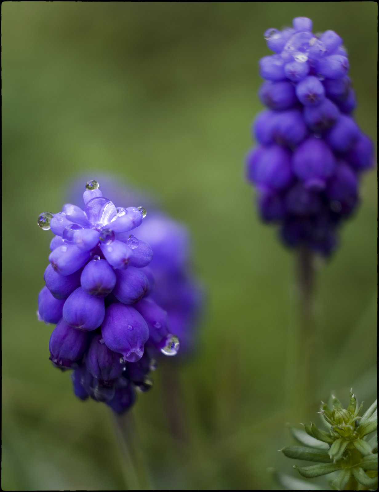 Aquesta flor és ara tota la nostra vida