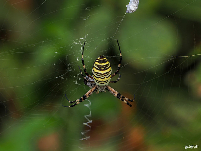 A beautiful (and harmless) 'little beast' - Wasp spider (Argiope bruennichi). A beautiful (and harmless) 'little beast' - Wasp spider (Argiope bruennichi).