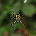 A beautiful (and harmless) 'little beast' - Wasp spider (Argiope bruennichi).