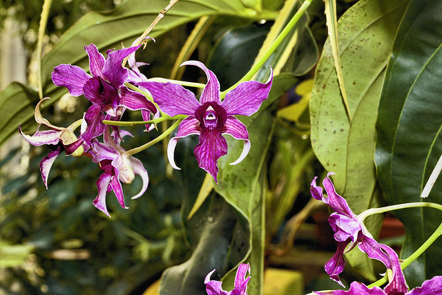 Purple Orchids Dancing – Conservatory of Flowers, Golden Gate Park, San Francisco, California