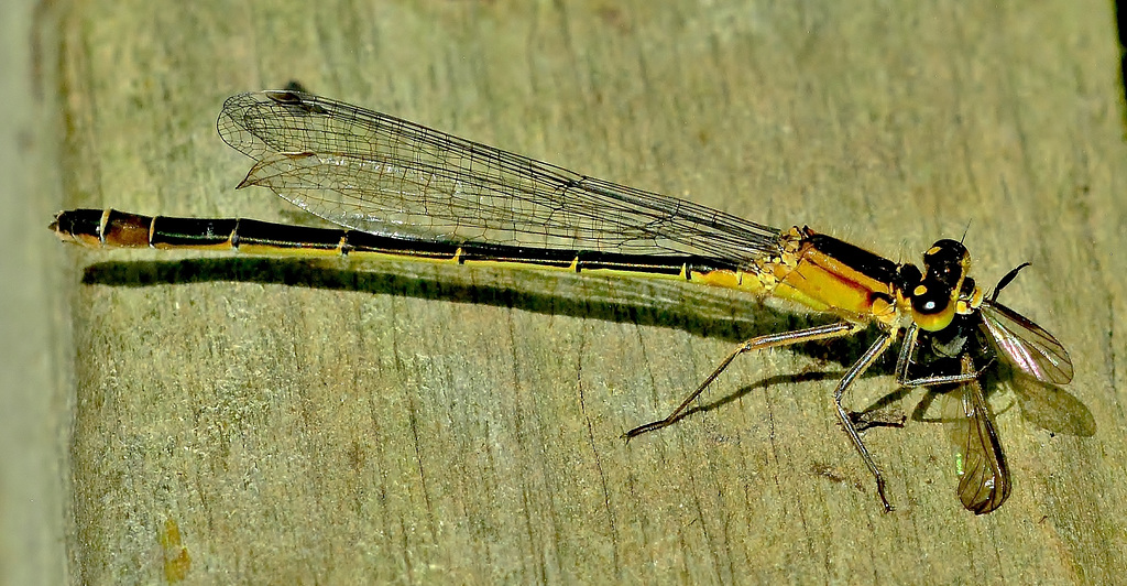 Munching Damselfly