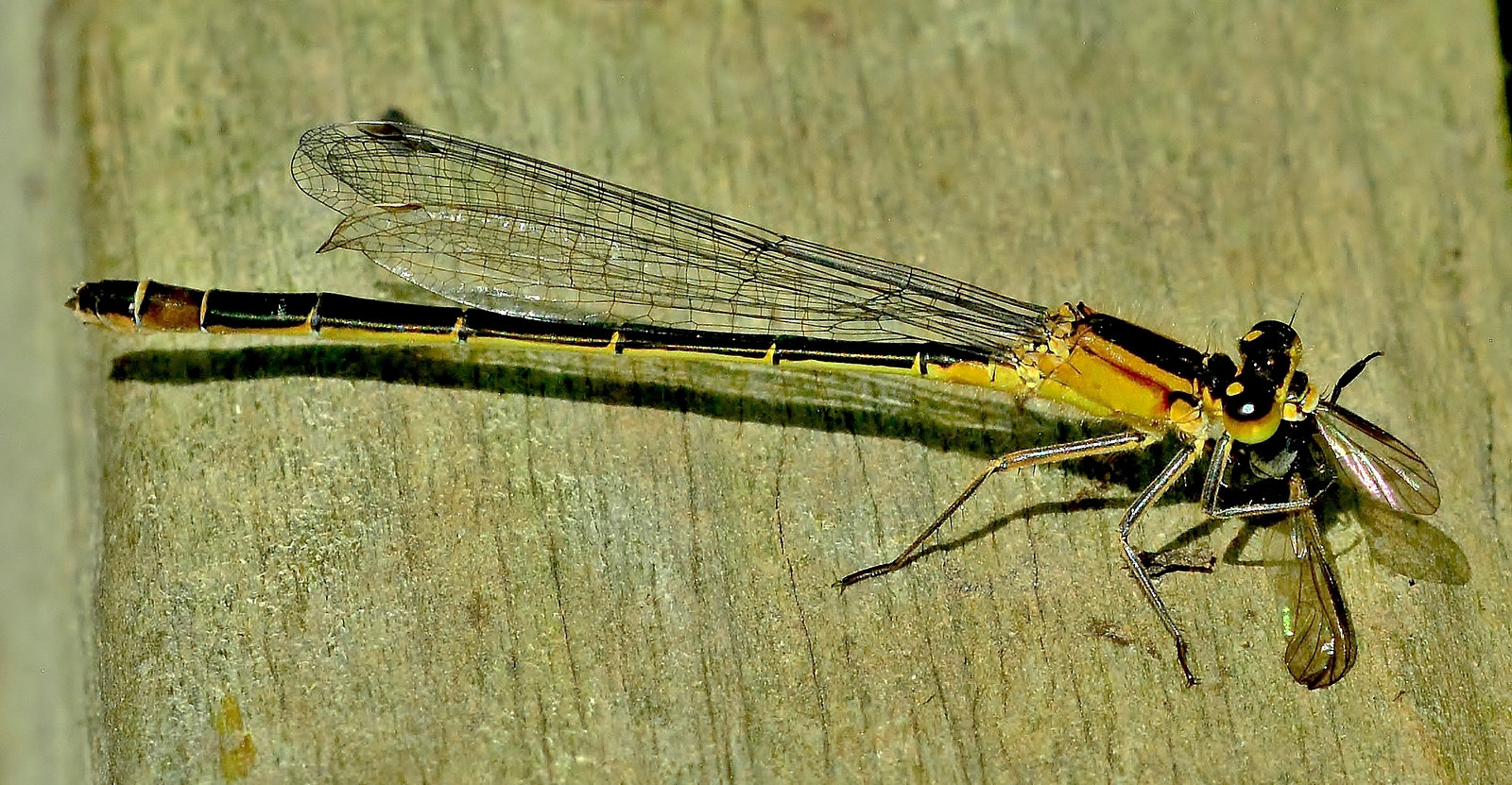 Munching Damselfly
