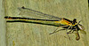 Munching Damselfly