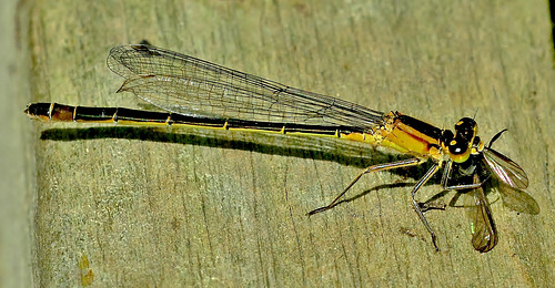 Munching Damselfly