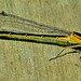 Munching Damselfly