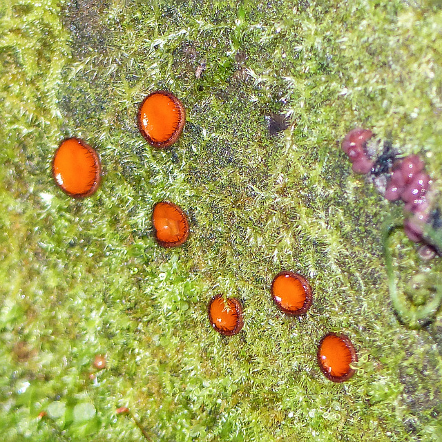 Eyelash fungi